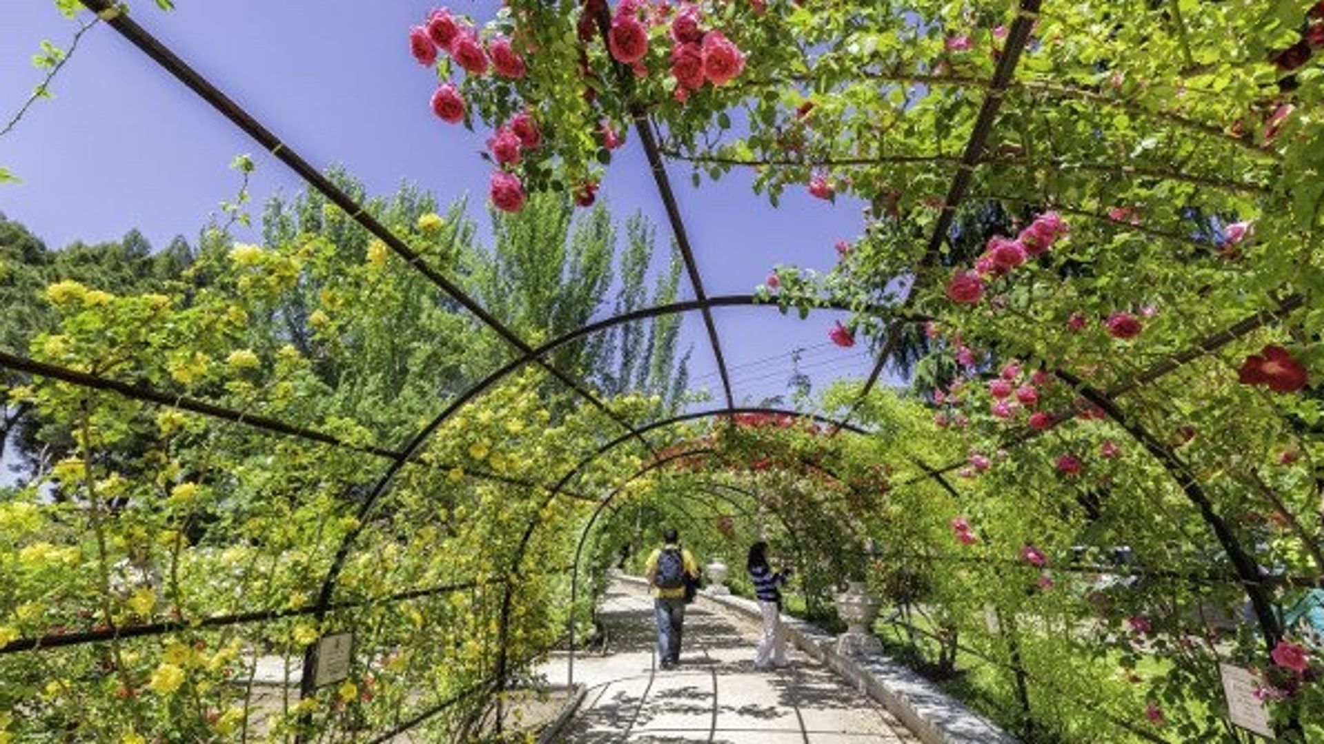 La Rosaleda del parque del Oeste