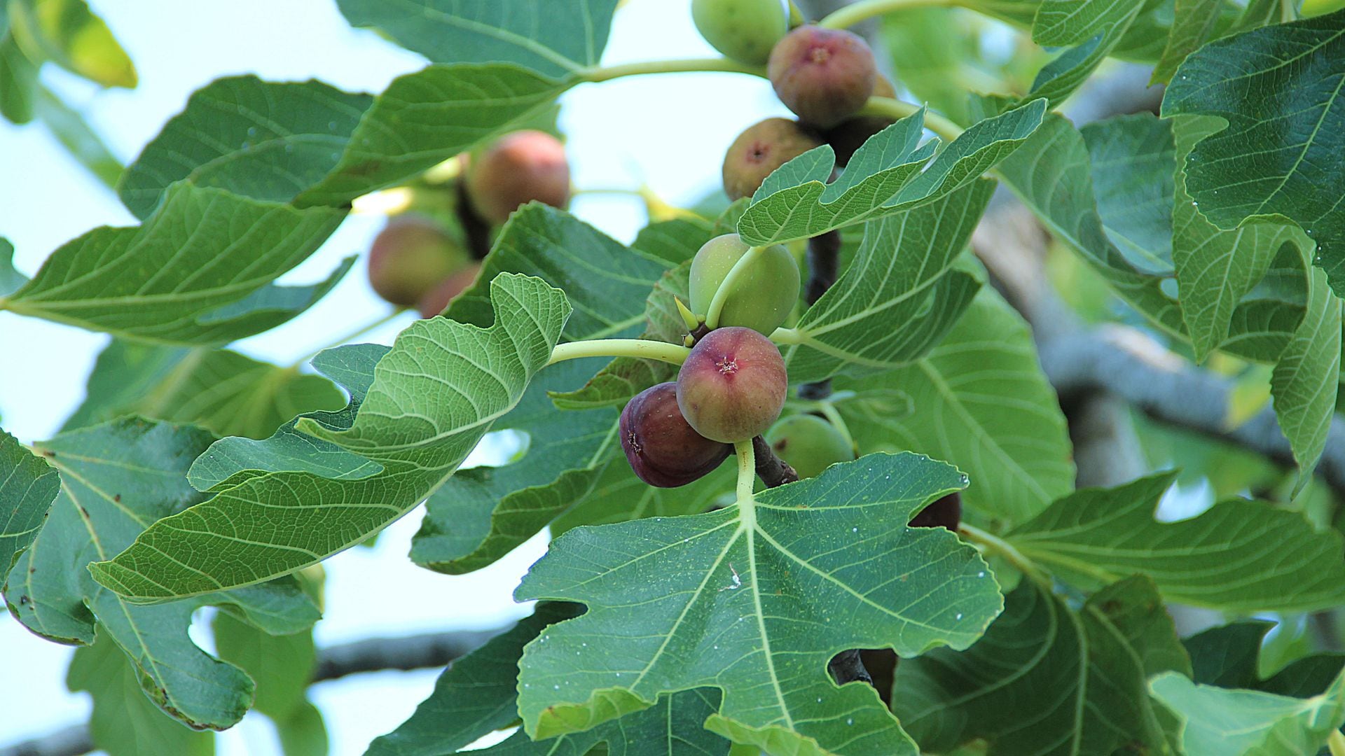 La higuera: el árbol fácil de cuidar, que resiste cualquier clima y embellece tu jardín o terraza