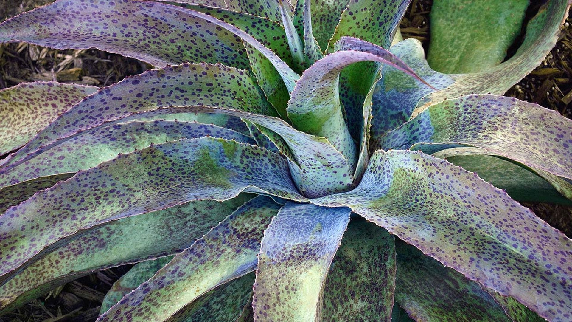 Así debes cuidar el mangave, una planta suculenta muy decorativa para exterior