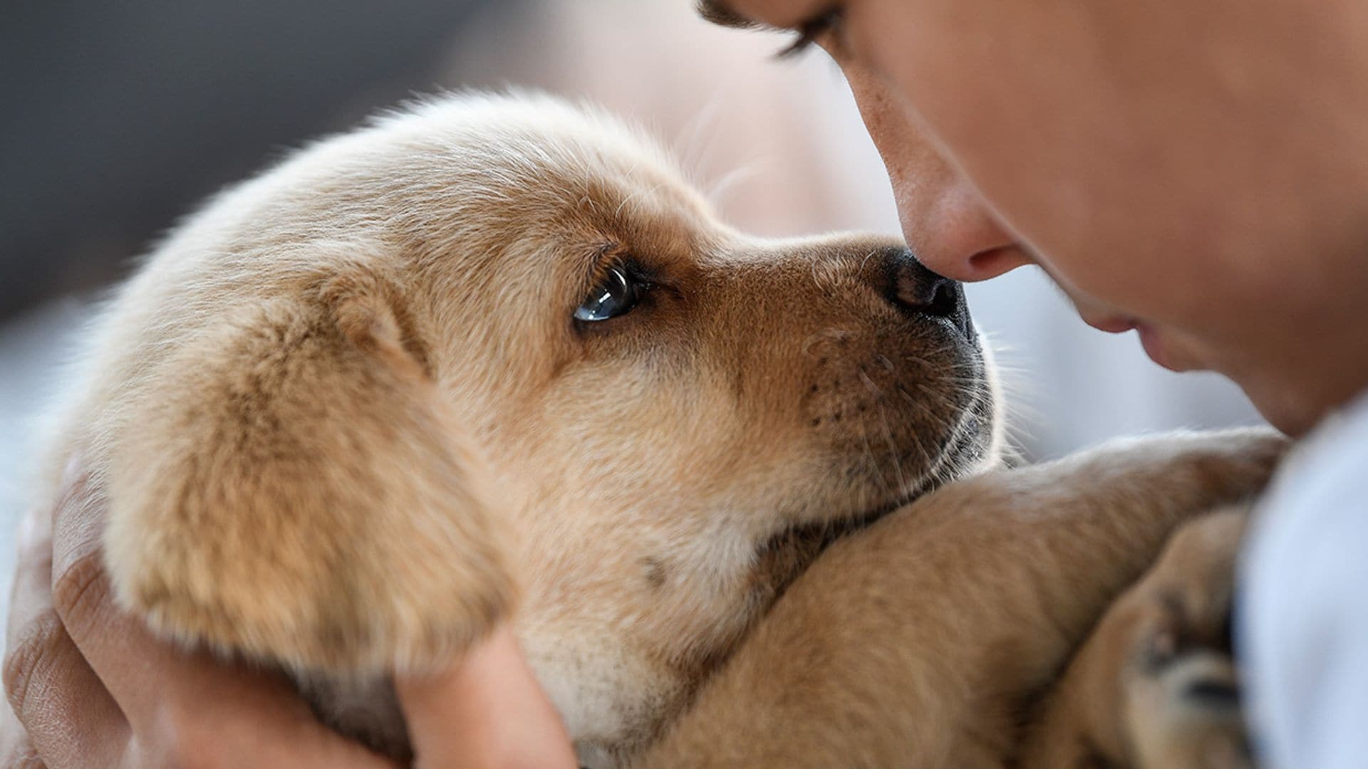 ¿Qué es el parvovirus canino?