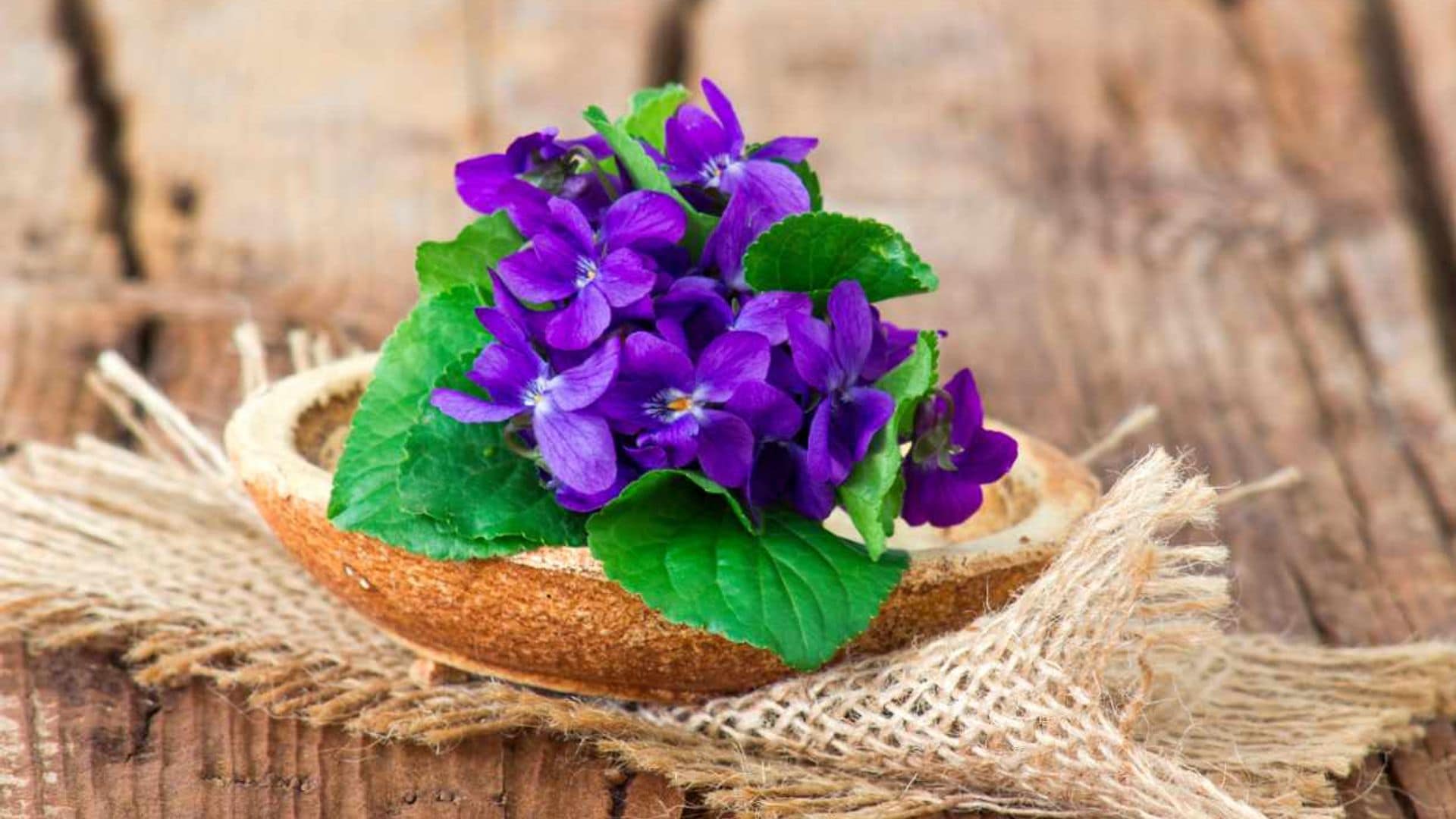 ¿Conoces las propiedades medicinales de la violeta?