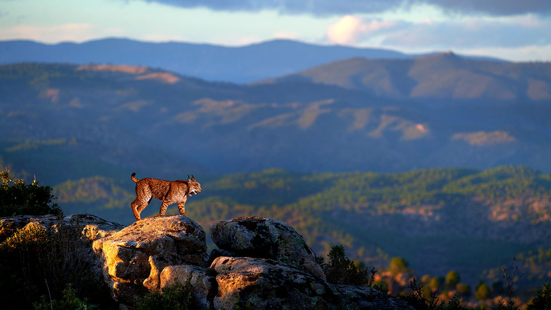 Los mejores lugares de España para avistar fauna ibérica