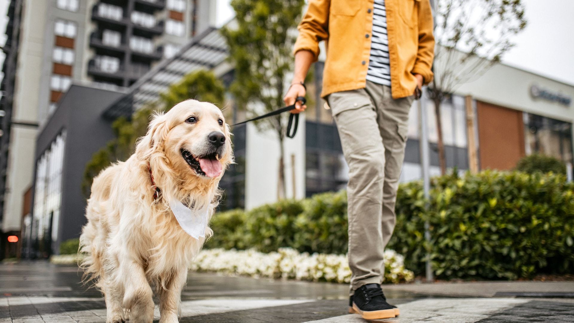 Una persona paseando a un perro con correa
