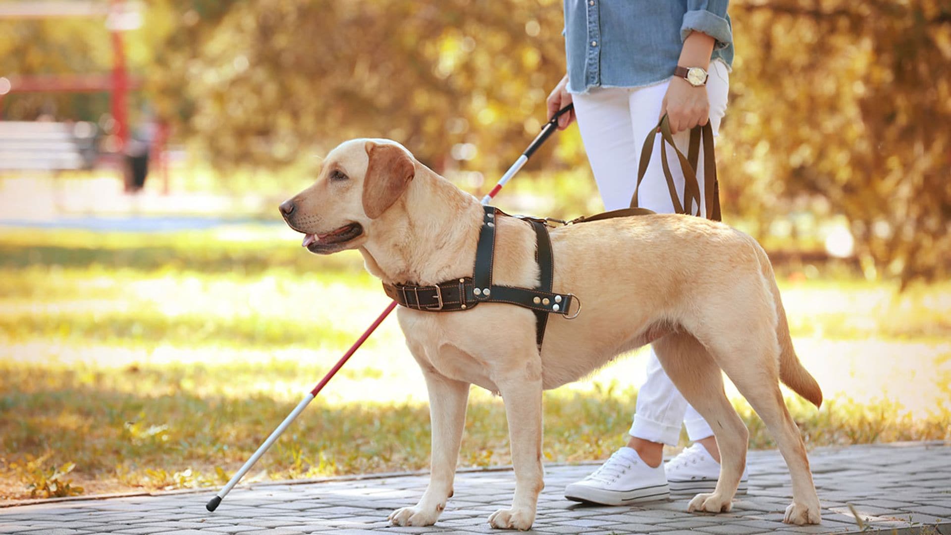 5 recomendaciones útiles para interactuar con un perro guía