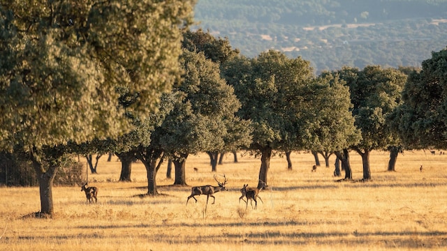 Parque Nacional de Cabañeros, entre Toledo y Ciudad Real. Pelea de ciervos durante la berrea en otoño