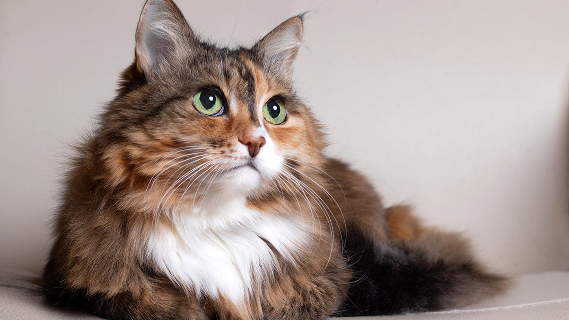Todo lo que probablemente desconozcas sobre la longevidad de tu perro o gato