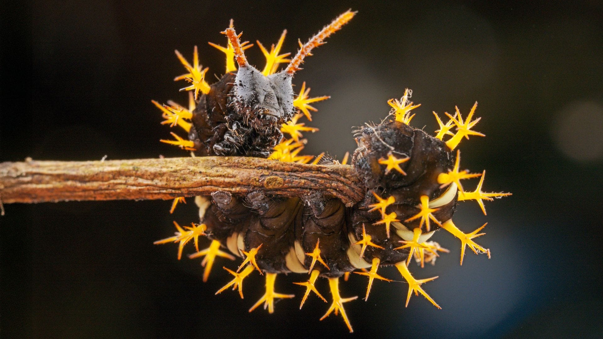 Oruga, en su habitat natural 