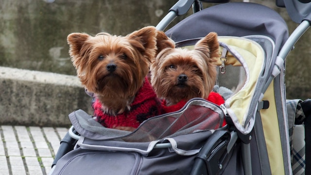 Dos perros en un carrito