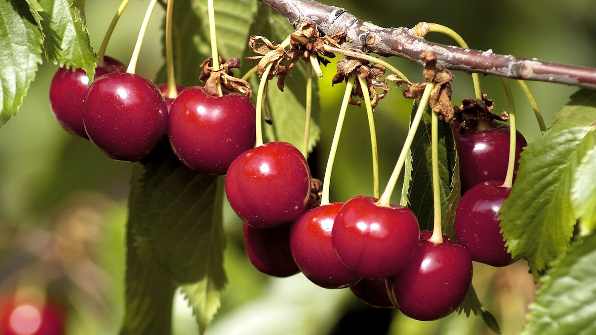 Cerezas del Jerte.