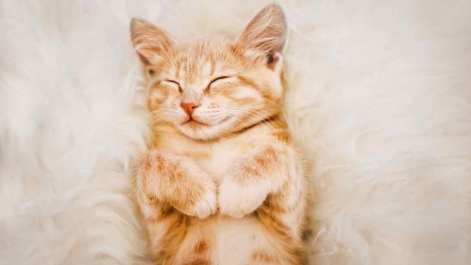 ¿Con qué sueña tu mascota?