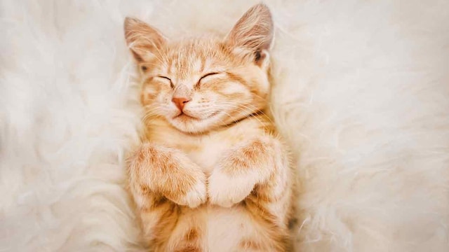 suenos perros y gatos historias con significado