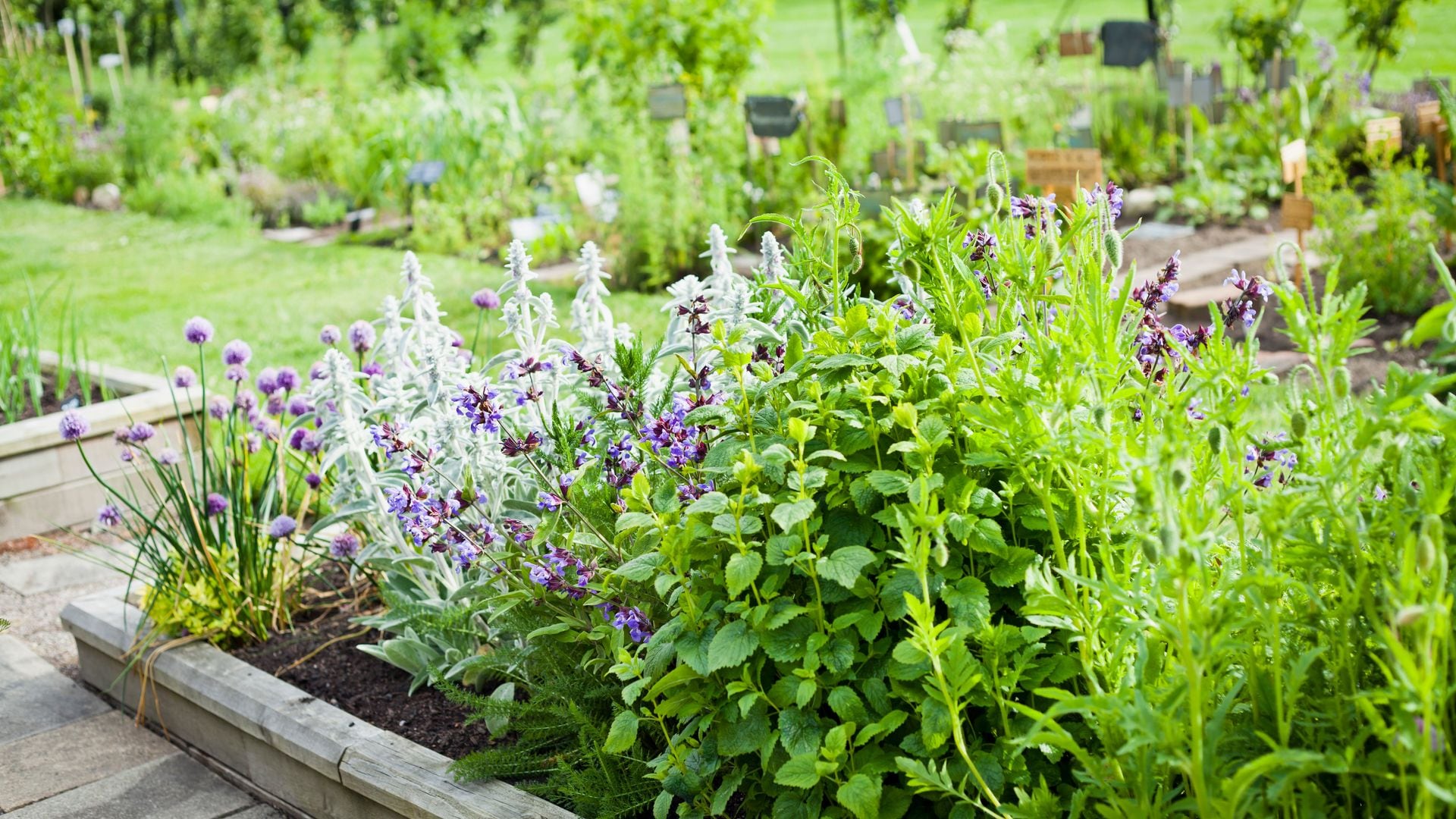 Las plantas que necesitas este verano para ahuyentar abejas y avispas de tu terraza o jardín