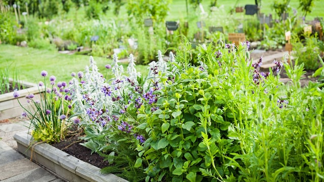 Jardín con plantas aromáticas. 