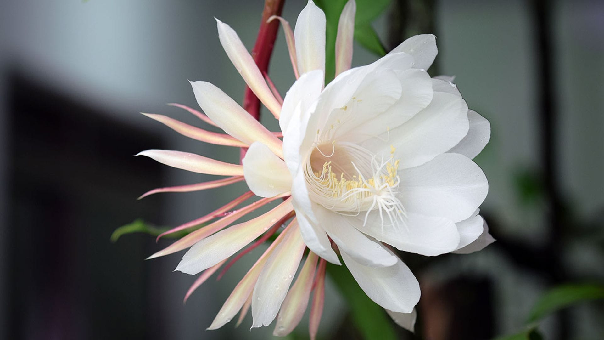 Estos son los cuidados que debes darle al cactus zigzag o 'Epiphyllum anguliger'