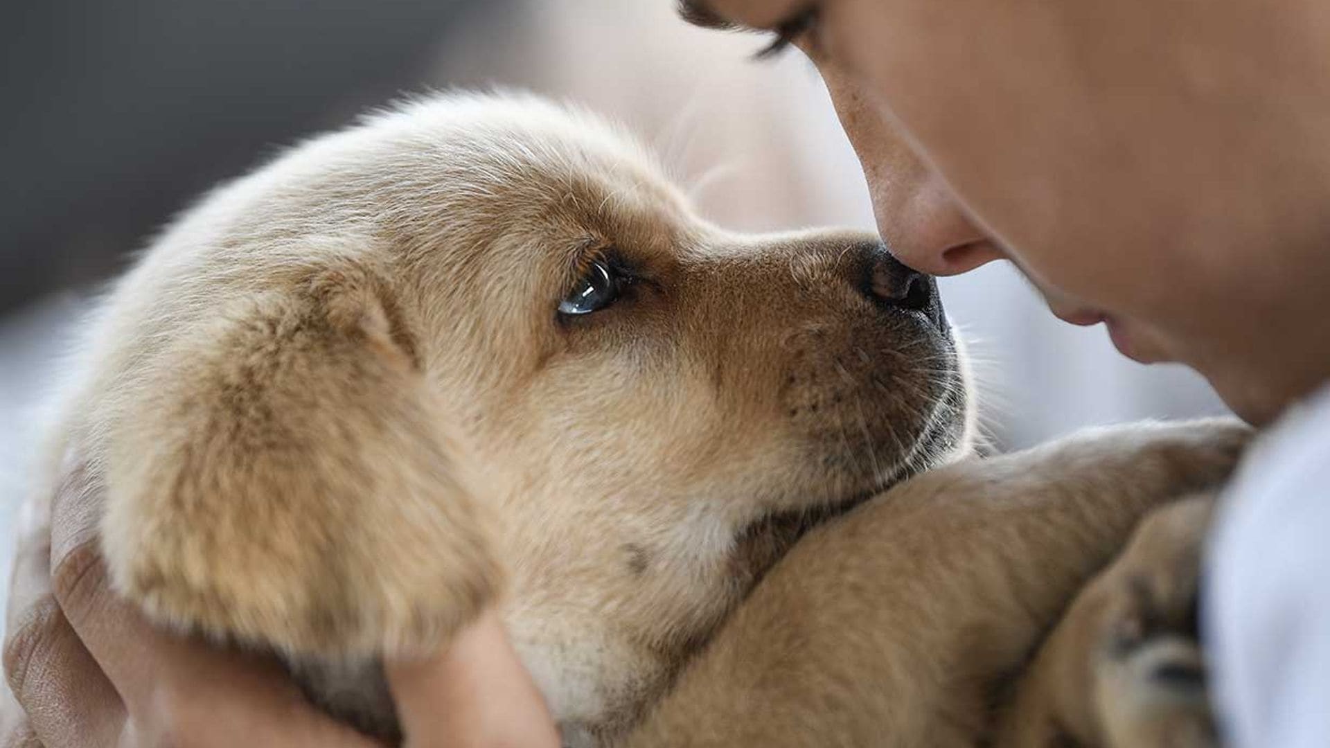 Las 10 razas de perro más solicitadas del mundo