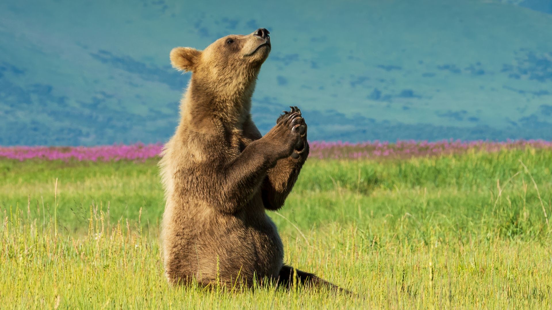 El fascinante comportamiento de los osos que confunde a la ciencia: ¿disfrutan del paisaje o es pura supervivencia?