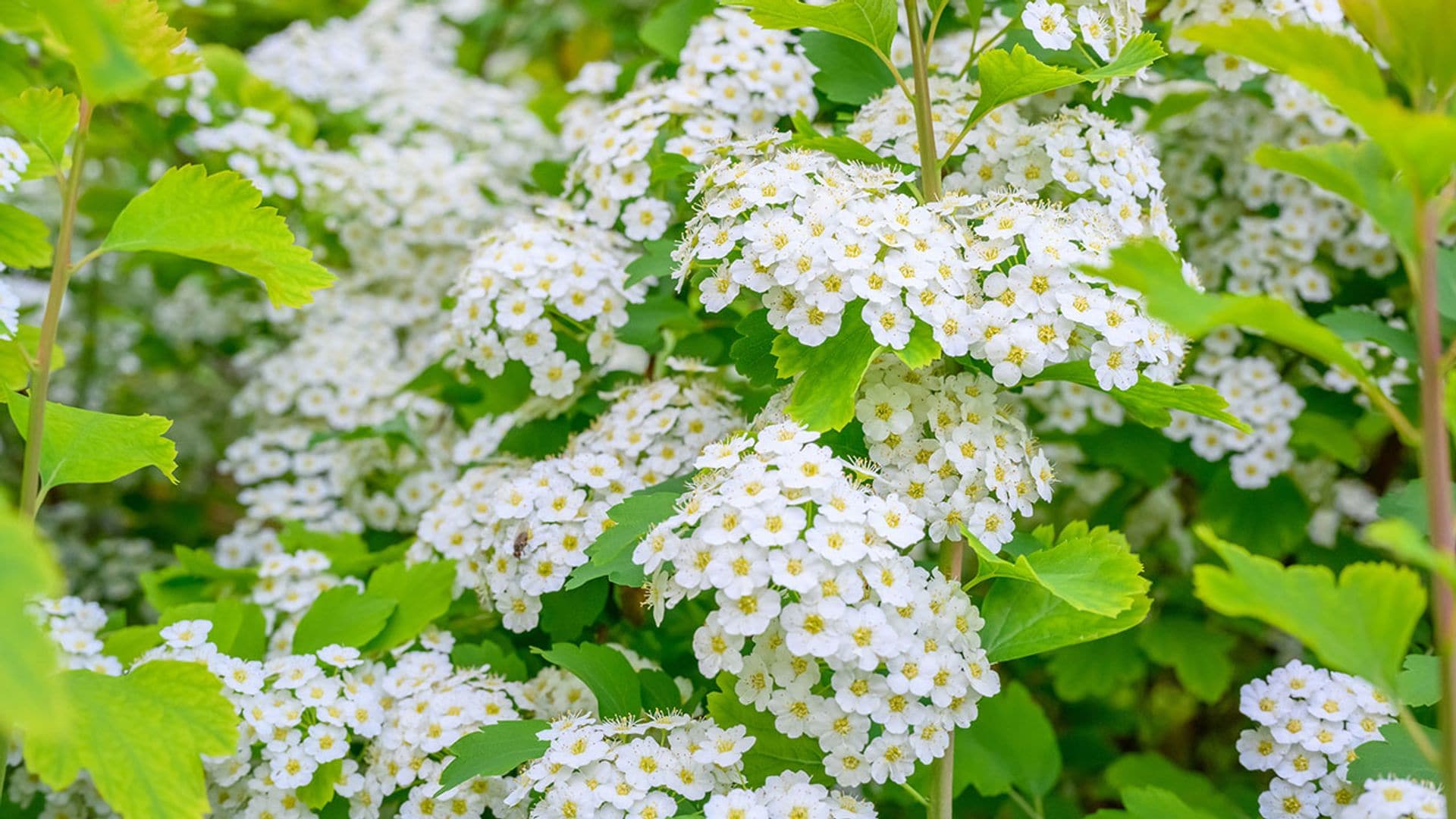 Aliso marítimo, una planta mediterránea capaz de llenar de belleza tu jardín