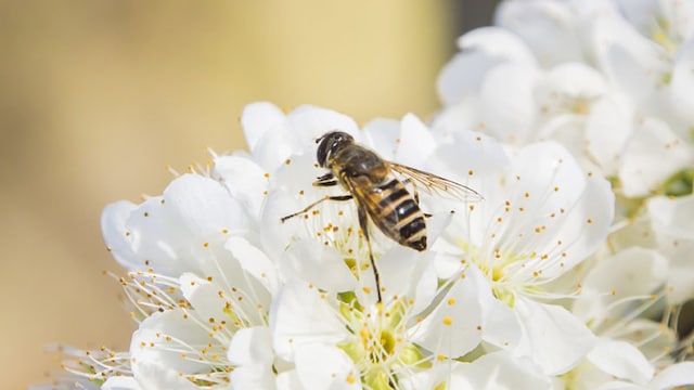 abeja 