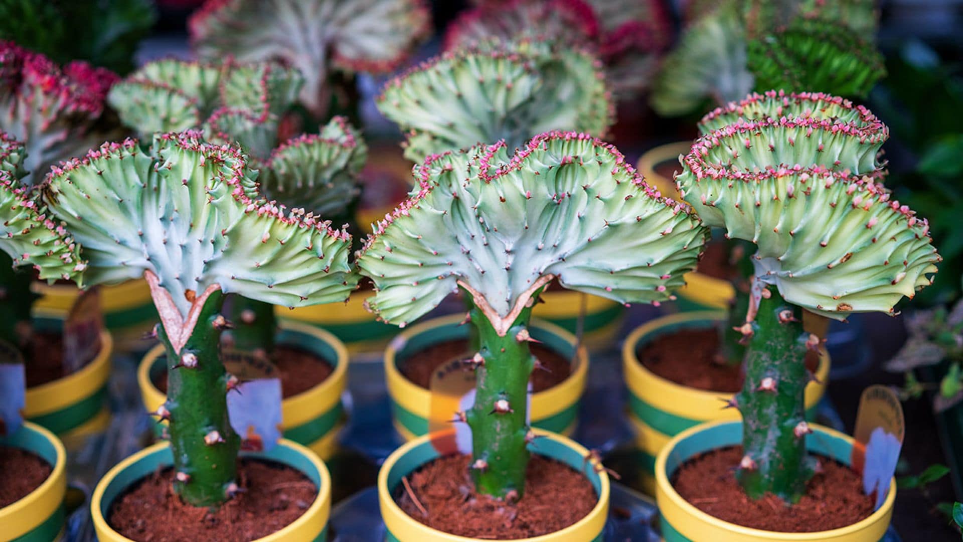 Estos son los cuidados que debes darle a la 'Euphorbia lactea cristata'