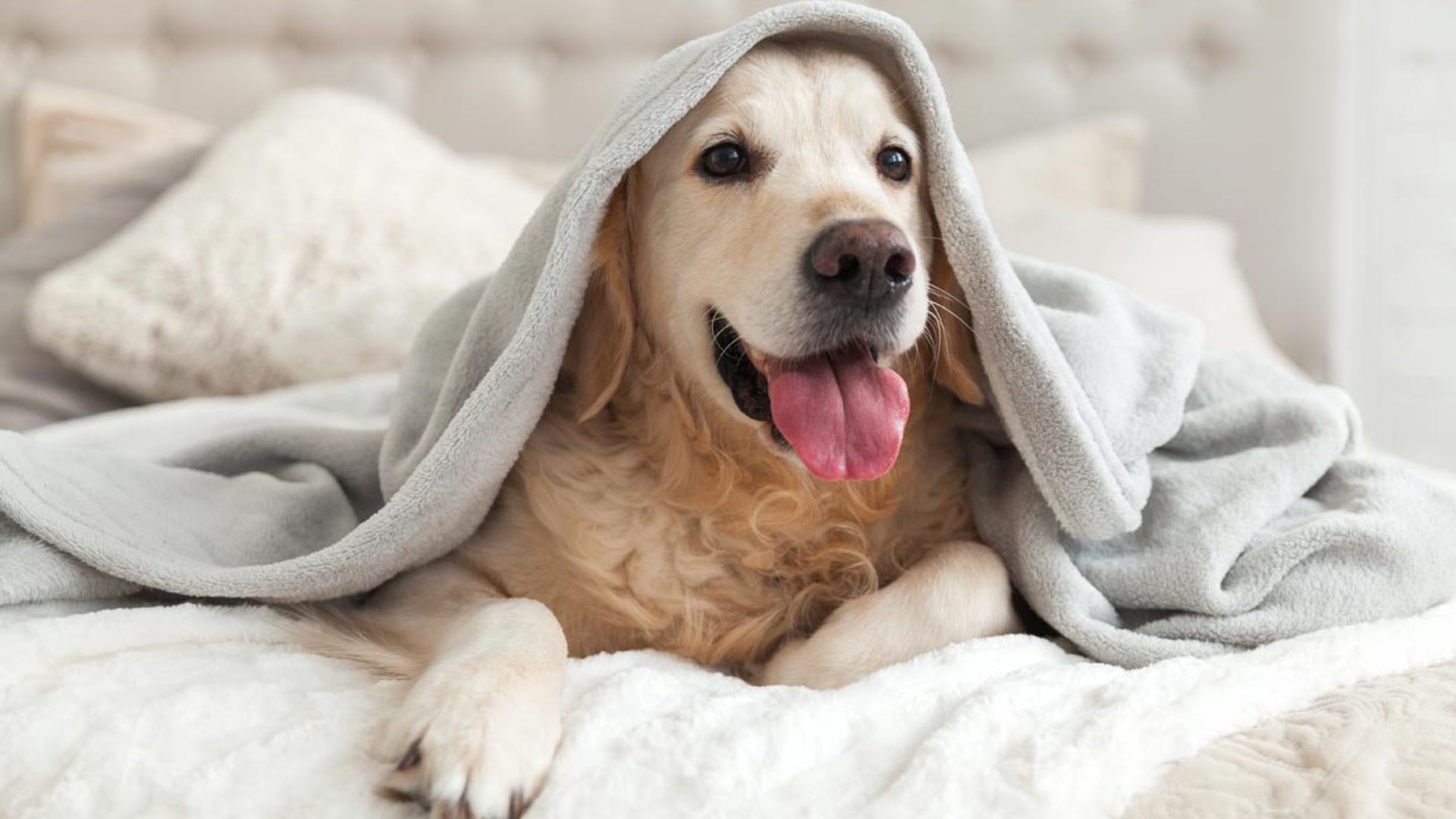¿Cuáles son las razones por las que tiemblan los perros?