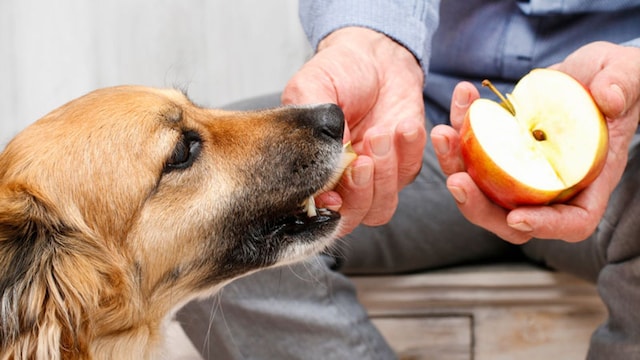 portada_perros_veganos