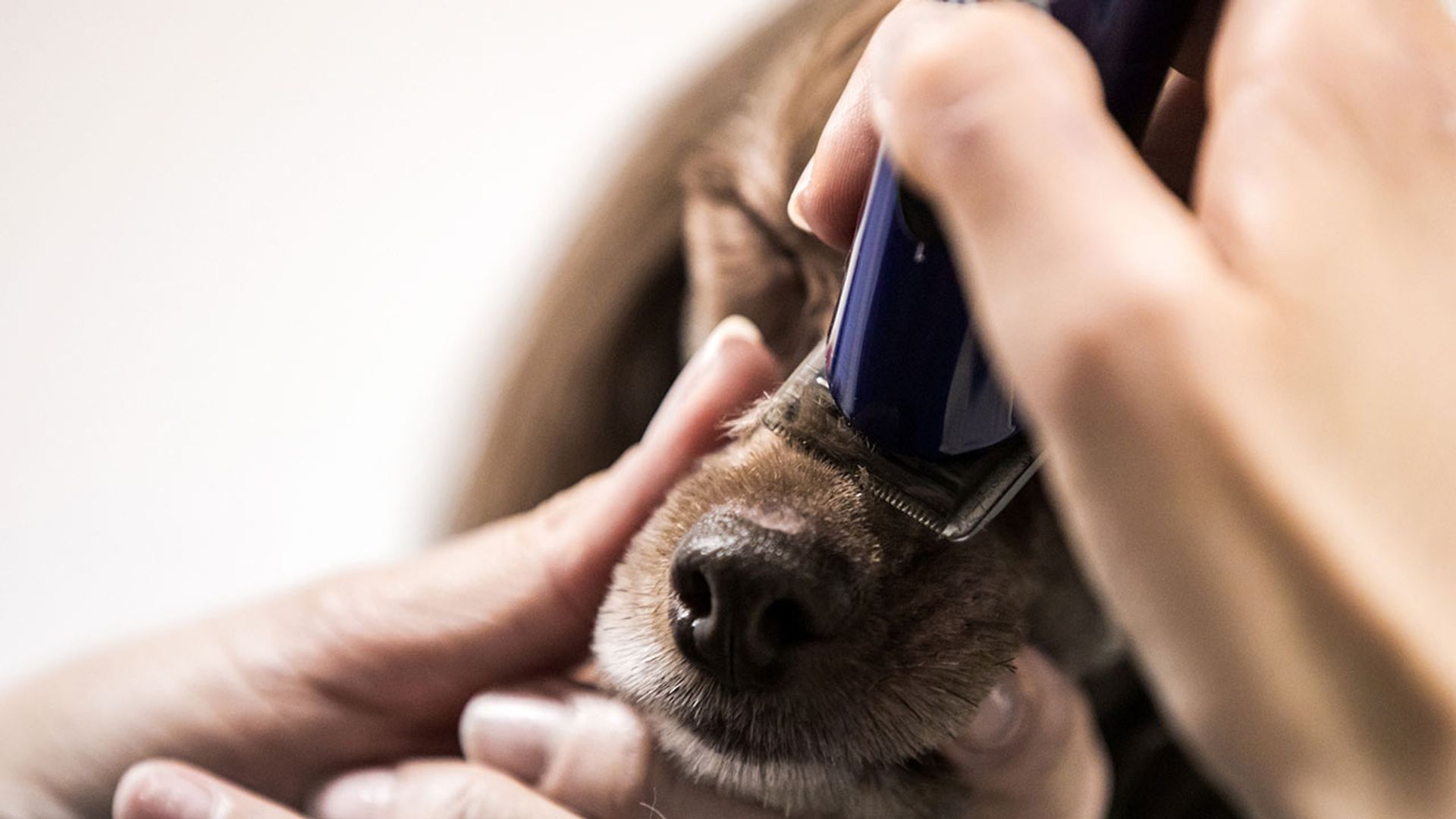 ¿Buscas un cortapelos para tu mascota? Seleccionamos los mejores