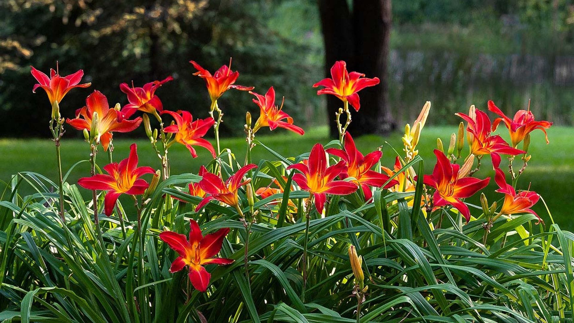 Hemerocallis o lirio de San Juan, una explosión de color para tu jardín