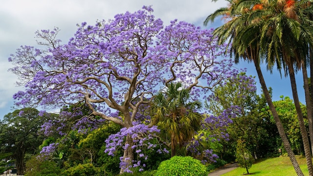 Jacaranda mimosifolia 