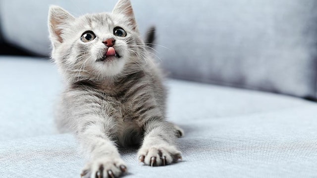 gato ronroneo 1