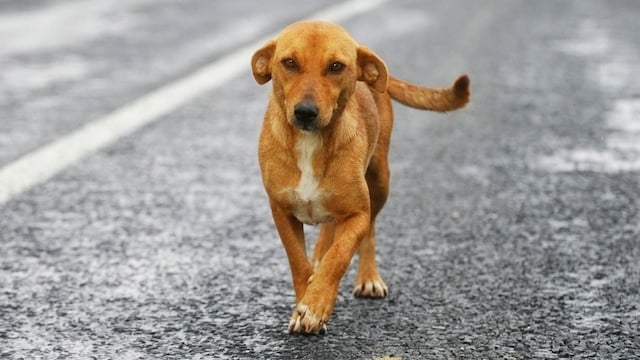 perro carretera
