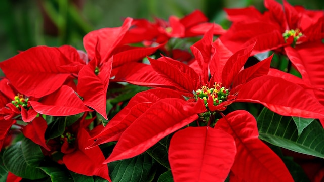 Flor de Nochebuena 
