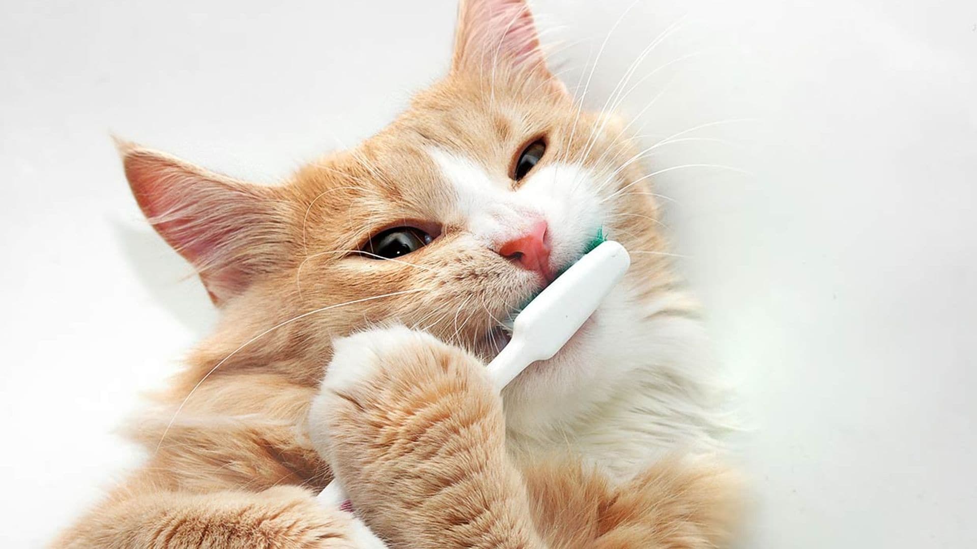Cepillar los dientes de mi gato o perro ¿es una misión imposible?
