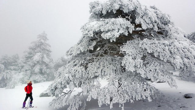 pino de valsain nevado en siete picos