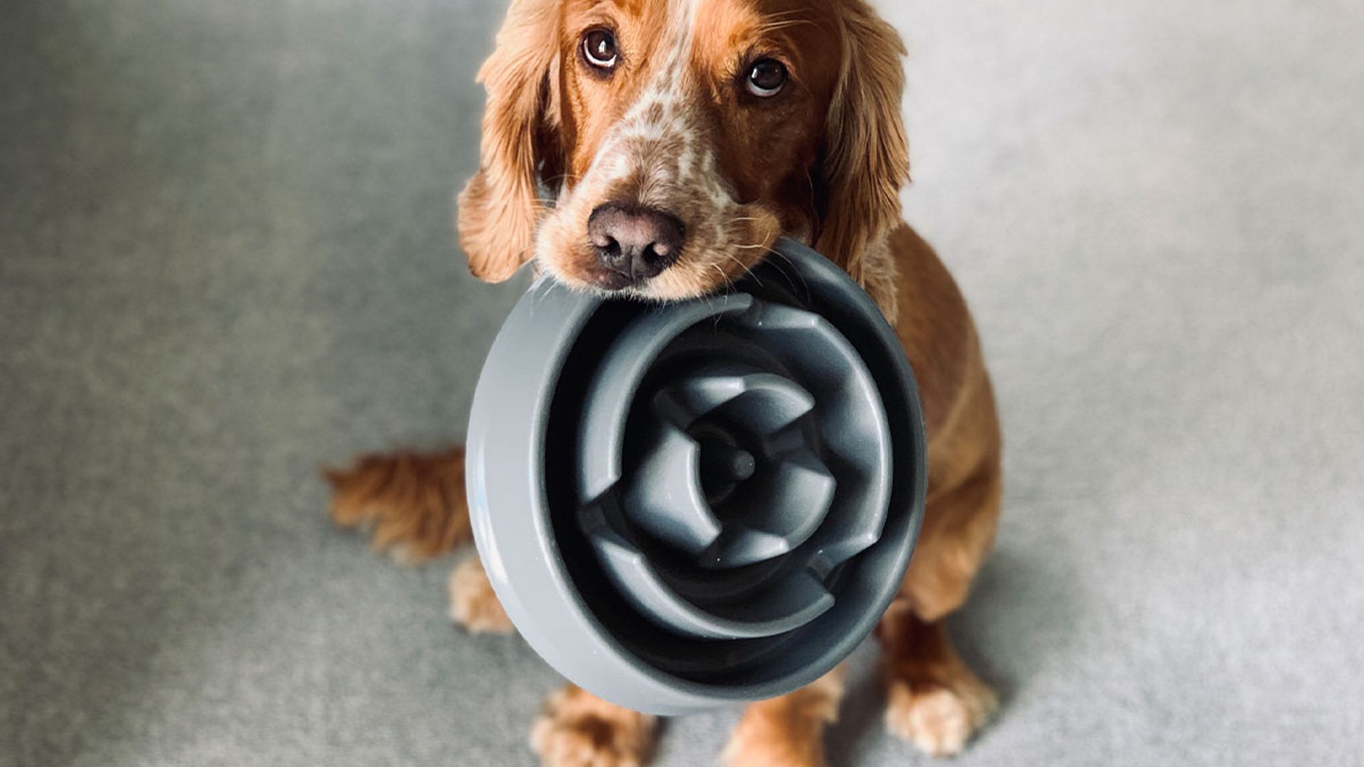 ¿Tu perro come demasiado deprisa? Necesita este comedero con obstáculos antivoracidad