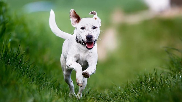 perros escape