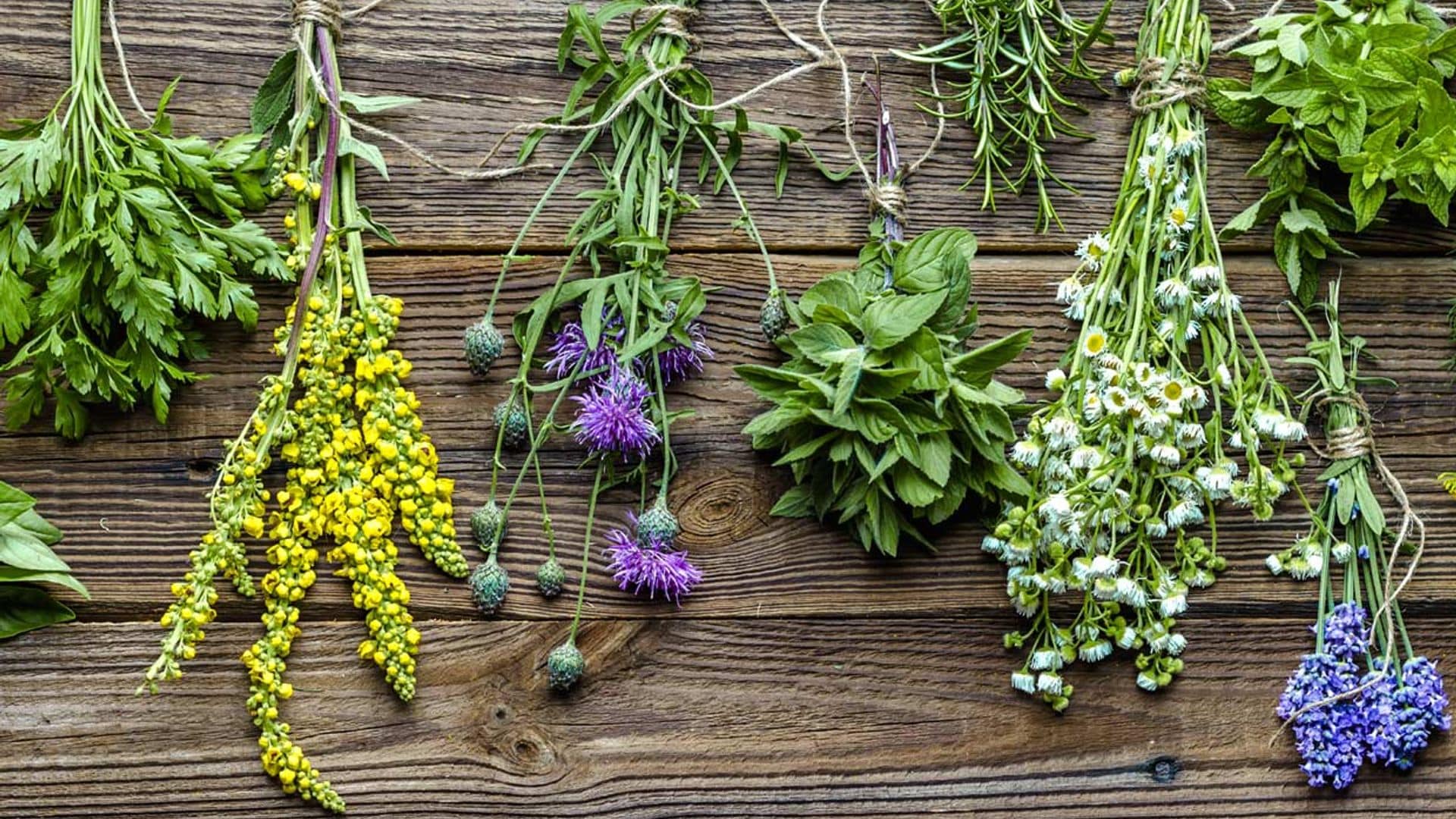 Las 9 plantas medicinales en las que más confían las farmacéuticas