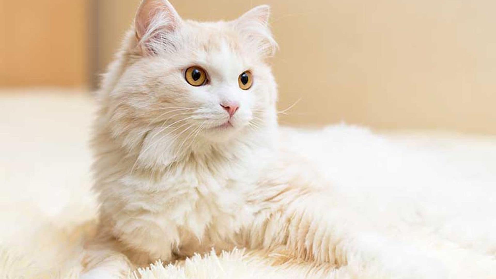 ¿En qué se diferencian un gato angora y un persa?