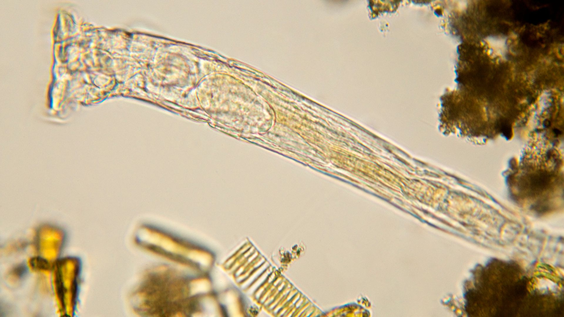 Despierta tras 24.000 años congelado: el animal que ha vuelto a la vida en Siberia y ya se está reproduciendo