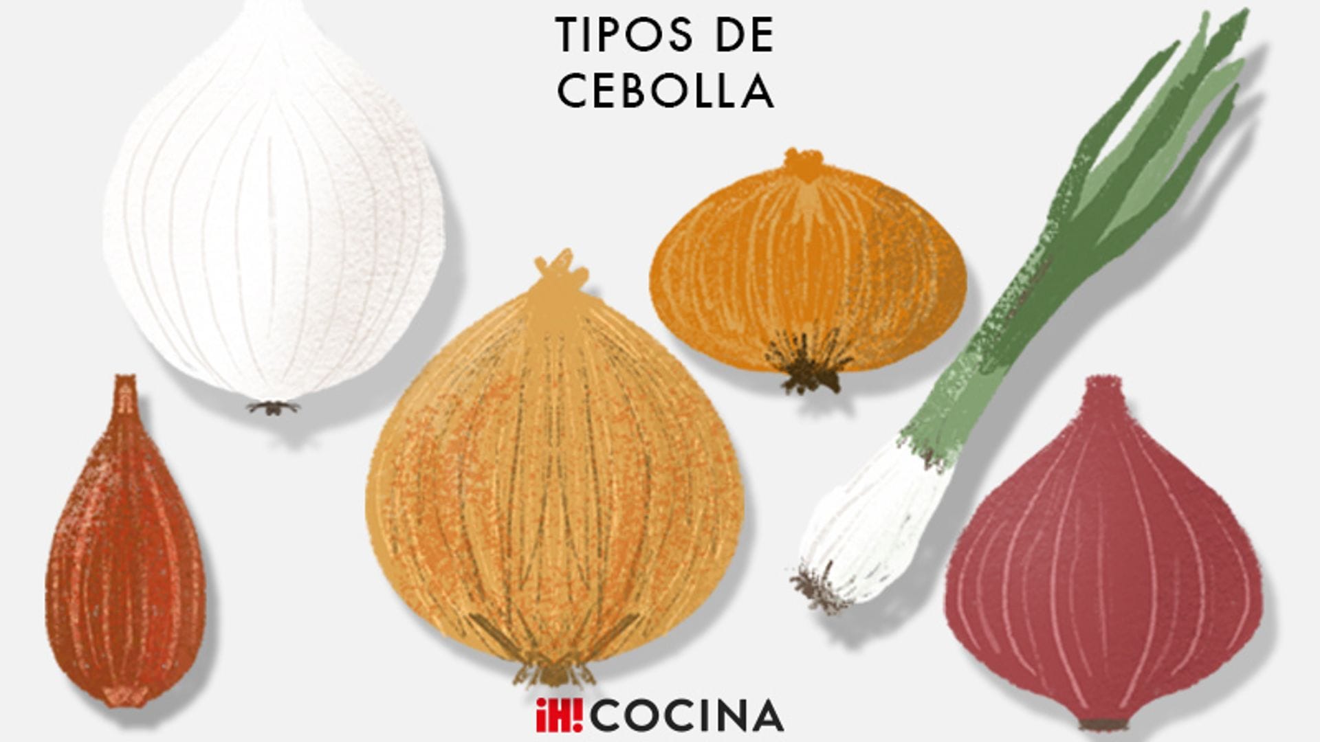 Conoce los tipos de cebolla y su uso en la cocina