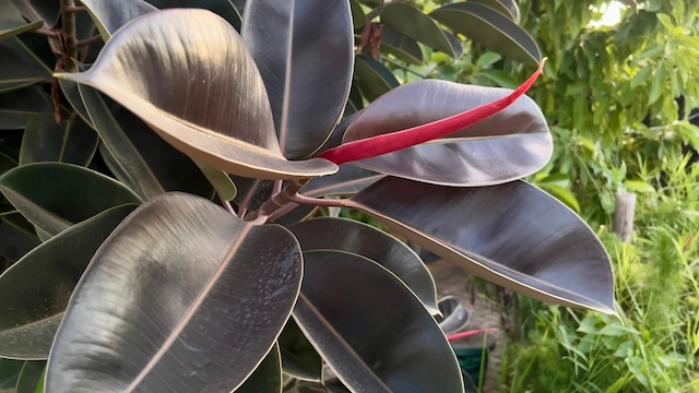 Ficus elastica 'Burgundy'