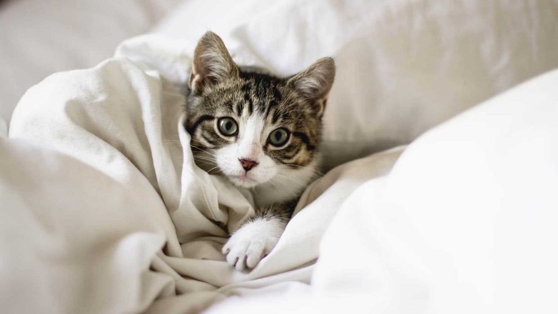 Cómo educar a un gato callejero