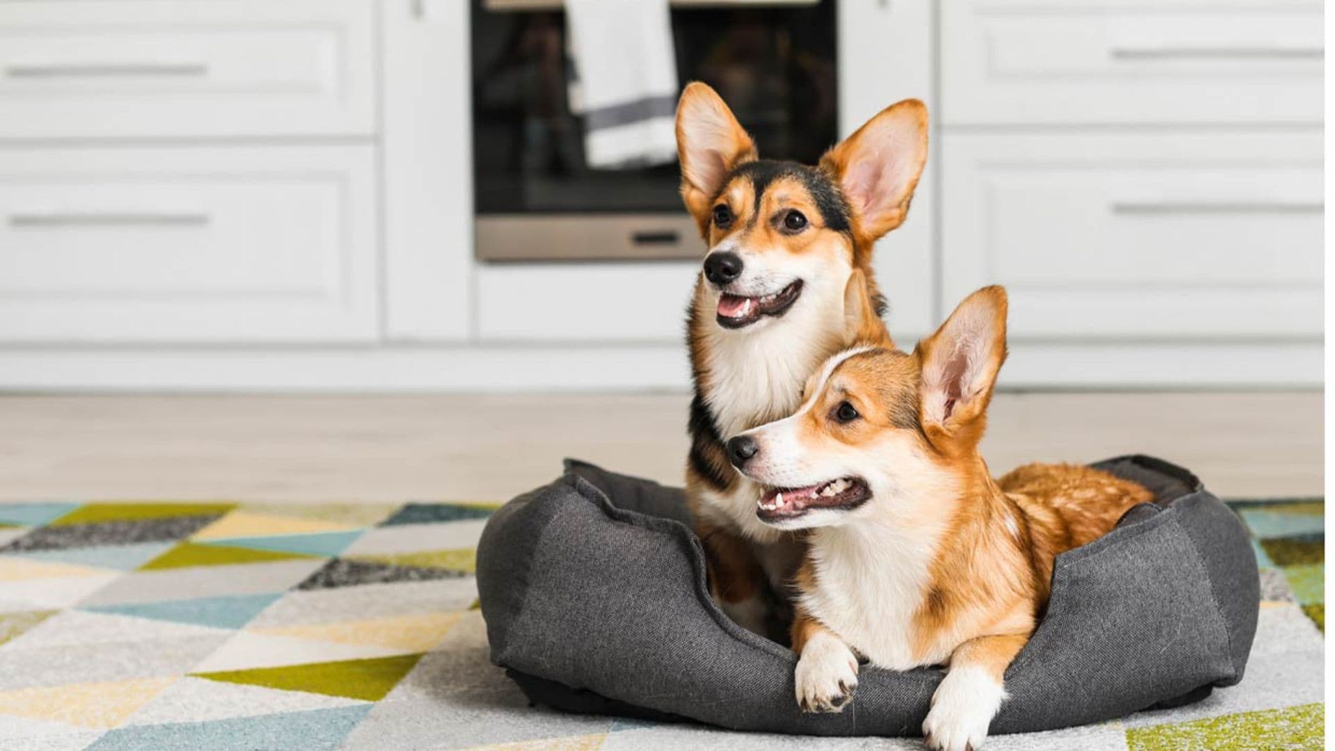 Perros corgis de Pembroke y de Cardigan, parecidos pero con diferente destino