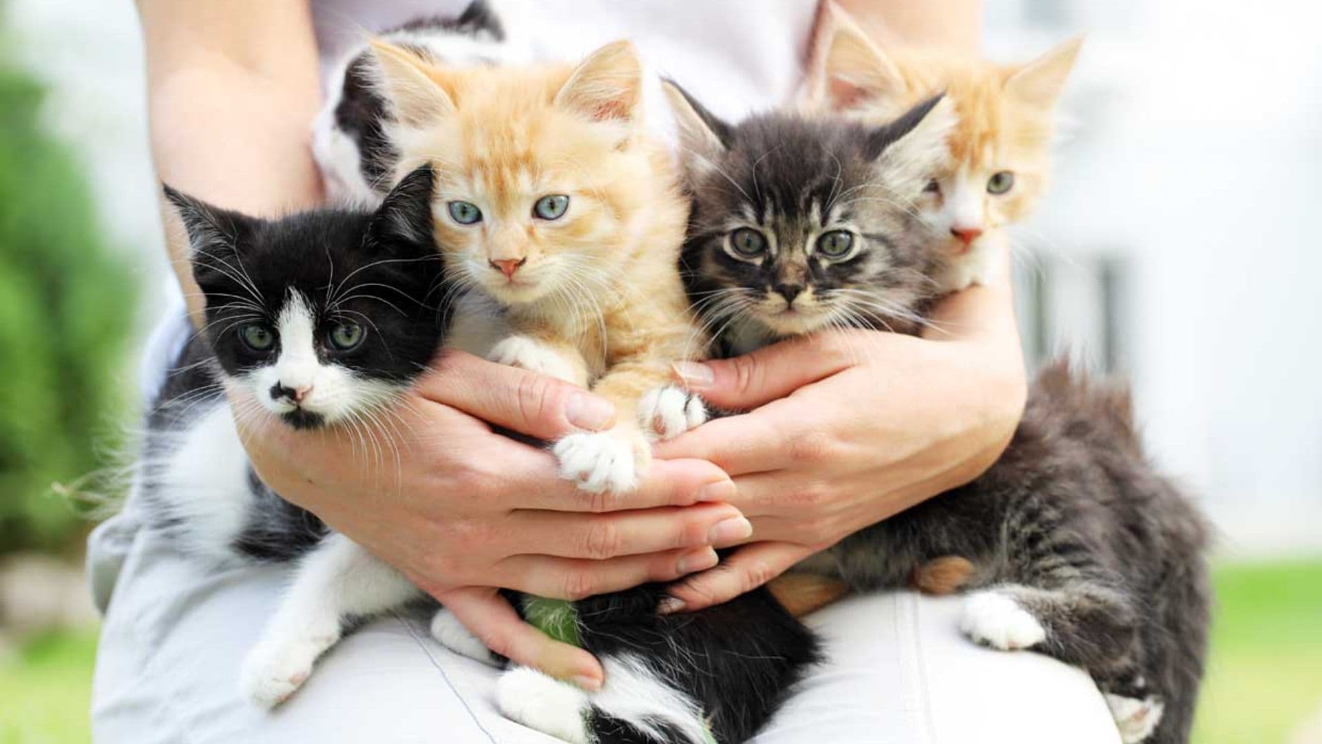 Ventajas 'egoístas' de tener gato