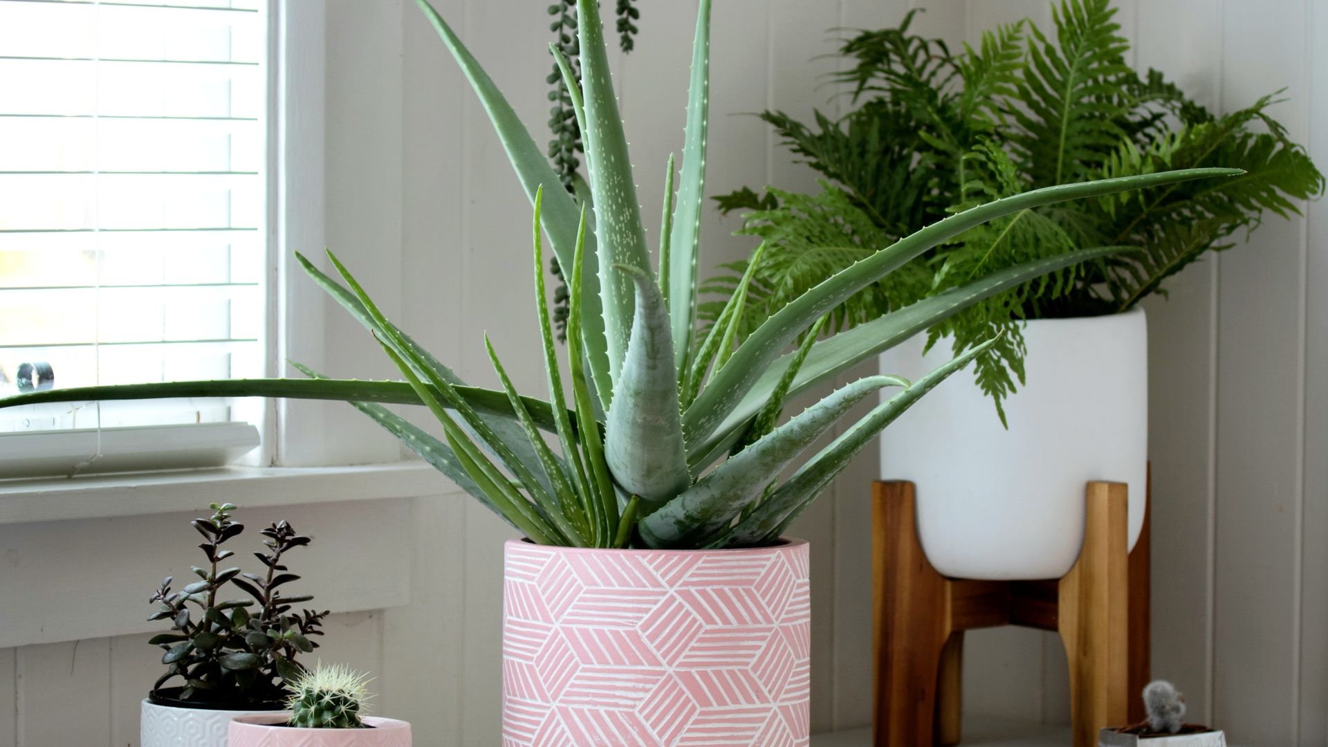 Ni aire acondicionado ni ventilador: las plantas que bajan la temperatura de tu casa hasta 4 grados