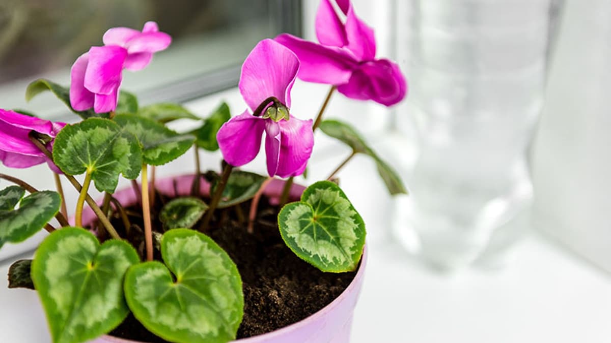 Si buscas flores en casa durante el invierno, esta planta es resistente, bonita y muy fácil de mantener