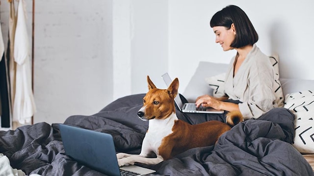 basenji