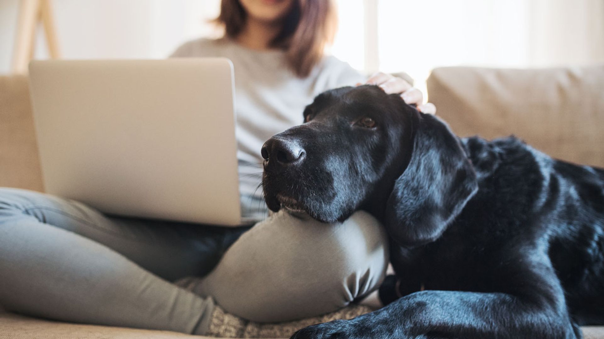 Razas de perro que soportarán mejor el encierro en casa