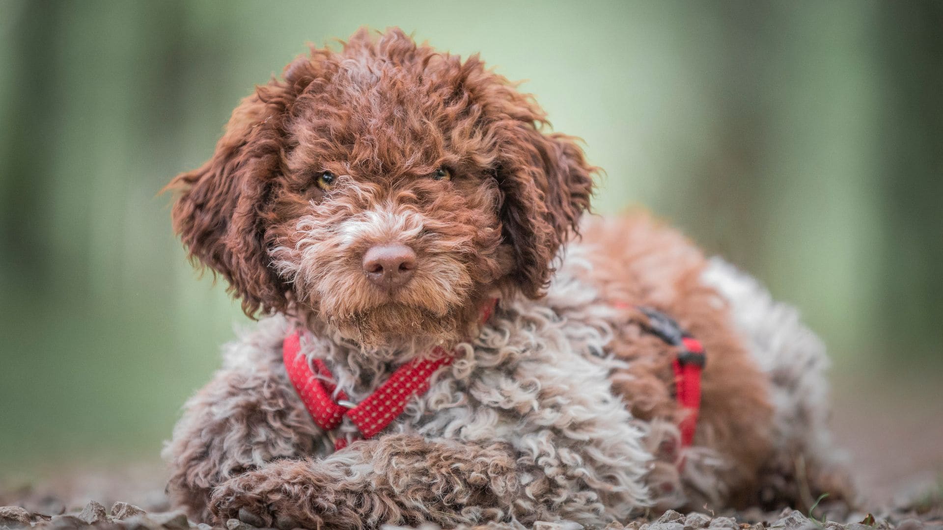 Cómo cepillar bien a un perro de agua: los mejores trucos y productos