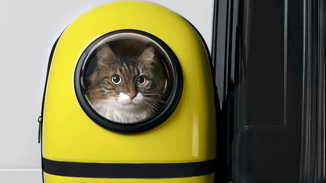 transportin gato
