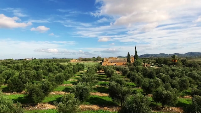 Imagen aérea de la finca de olivos de Aubocassa en Mallorca